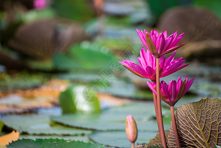 粉红色的莲花花瓣植物荷花百合植物群池塘花园粉色热带绿色图片