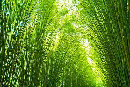 用于背景的绿竹叶公园植物生长叶子花园热带木头树林丛林绿色图片