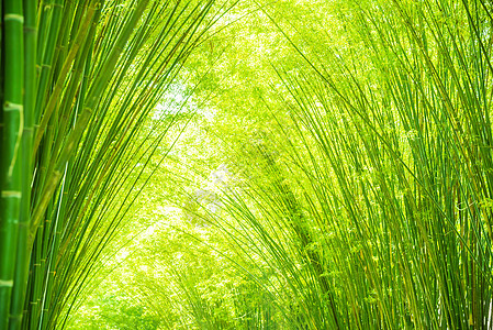 用于背景的绿竹叶叶子植物热带生长木头阳光公园花园丛林绿色图片