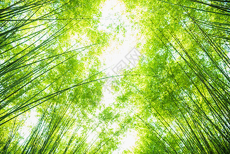 用于背景的绿竹叶丛林阳光热带树林木头花园叶子公园森林植物图片