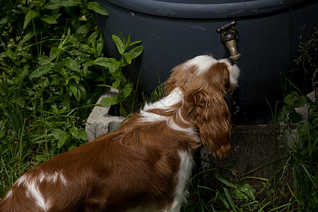 雨箱式水龙头的猎犬饮料图片