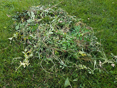 绿草或草地上的杂草堆植物学工作地面园艺院子植物群绿色图片
