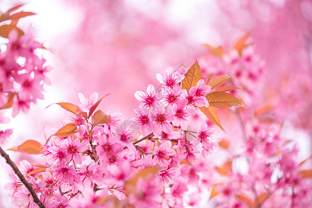 美丽的粉红色花朵野生喜马拉雅樱桃花 李属 ceras白色宏观花瓣樱花荒野公园蜡质粉色花园植物图片