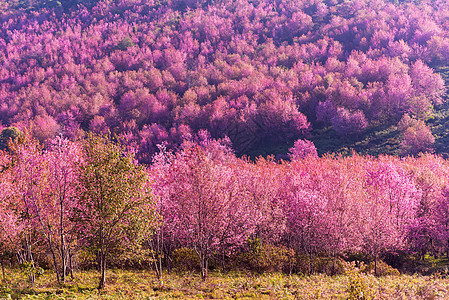 粉红色花朵的美丽风景 野生海沙拉扬樱桃花荒野宏观花园粉色樱花植物公园蜡质花瓣白色图片