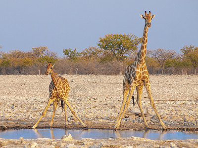 在纳米比亚Etosha国家公园日落时 Giraffes饮用水图片