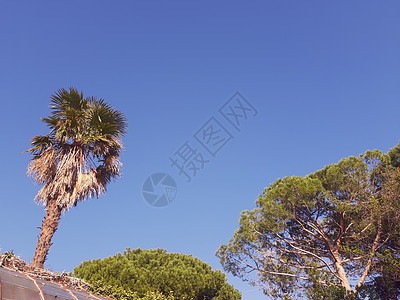 春花和夏季植物太阳园艺公园投标森林通道环境花园蓝色墙纸图片