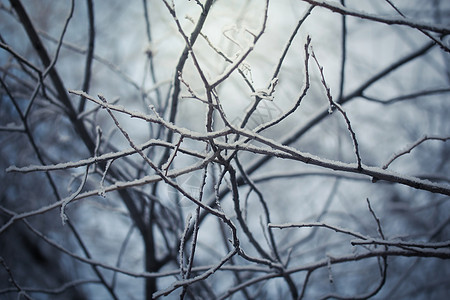 雪上冬季树季节街道降雪暴风雪天气气候下雪树木木头环境图片