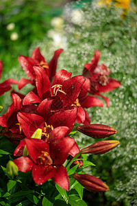 红百合湿花橙子雌蕊花序杯子花瓣植物花园环境射线背景图片