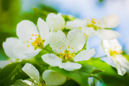 开花的苹果树分枝花瓣花园花卉花朵背景绿色枝条白色季节植物群图片