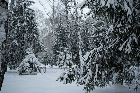 白雪覆盖了采石树的枝叶下雪木头温度公园季节环境雾凇枝条暴风雪降雪图片