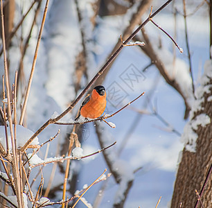 坐在树枝旁的红胸牛排公园鸟类暴风雪胸部红色橙子动物枝条雀雪森林图片