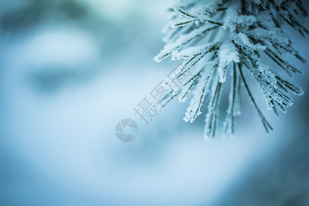 下雪时的 Fir 树枝降雪分支寒冷云杉季节性枝条温度冻结暴风雪绿色图片