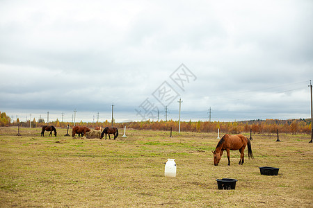一群美丽的马群 在秋天的草原上放牧 就在篱笆后面的干草堆旁农村晴天日落哺乳动物干草家畜食物草地季节动物背景