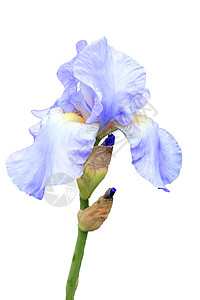 伊里斯帕利达花朵植物群香味季节紫色花头蓝色墙纸植物园艺生长图片