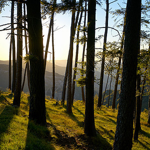日落时森林上的树木 日落时有金光 在葡萄牙图片