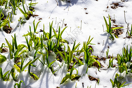 春天的鲜花绿芽郁金香花瓣植物图片花朵木头天气花园降雪阳光图片