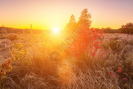 夏日田上美丽夕阳的景象太阳灌木植物群森林桦木紫色阳光衬套季节蓝色图片