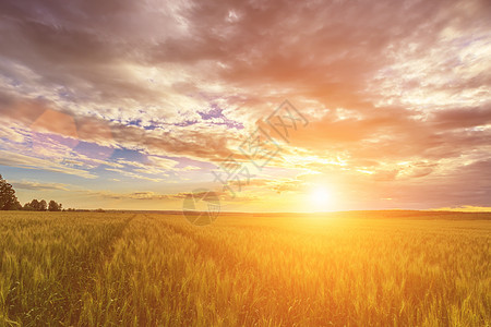 日落在球场上与年轻的黑麦农场太阳地平线场景晴天阳光农业季节光束日出图片
