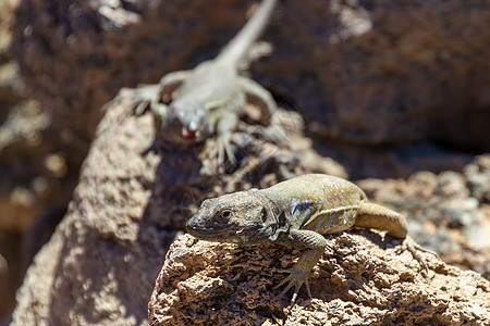 特纳里夫蜥蜴石头异国动物棕色情调热带太阳绿色荒野岩石图片