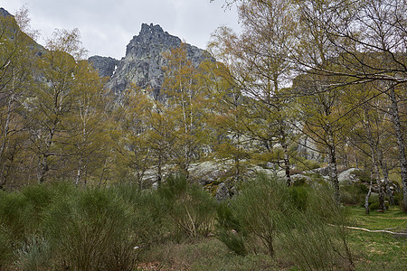 葡萄牙的景观山和树木植被树干公园自然环境池塘土地林地沼泽森林岩石图片