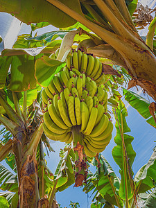 在种植园香蕉树上种植生生绿香蕉的一群人花园场地团体叶子食物农场气候阳光水果植物群图片