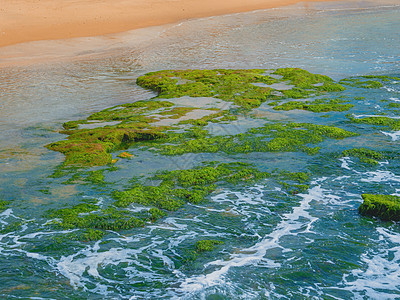 地中海的石块上绿海草和绿海草图片