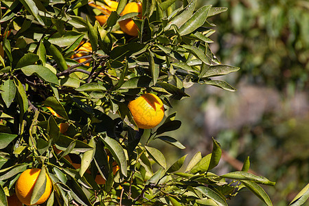 树上生长的橙子植物群热带季节花园农场叶子健康植物水果食物图片