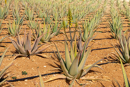 农田上的Aloe Vera植物干旱叶子种植园蓝色植物学农业花园情调异国宏观图片