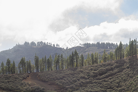 山顶的树木风景薄雾森林公园季节针叶树天空旅行自然天气图片