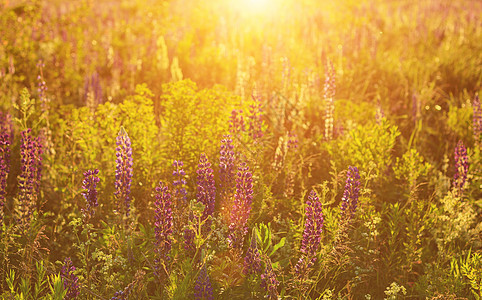 夏天盛放野生花朵草地场地绿色紫色叶子草坪阳光植物花园日落图片