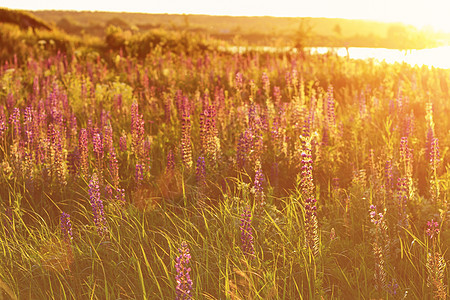 夏天盛放野生花朵紫色花园场地草坪绿色植物叶子植物群阳光草地图片