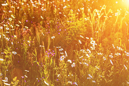 夏天盛放野生花朵阳光植物乡村季节草地绿色花园草本植物花瓣场地图片