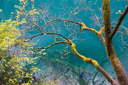 在的麻木树和深湖令人惊叹的惊人颜色图片