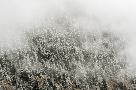 高山森林 下雪的冰霜覆盖着高山森林图片