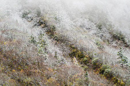 高山森林 被雪冰霜覆盖 黄龙图片