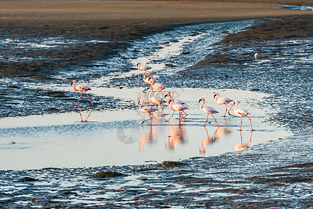 纳米比亚沃尔维斯湾粉红色和白色火烈鸟群背景图片