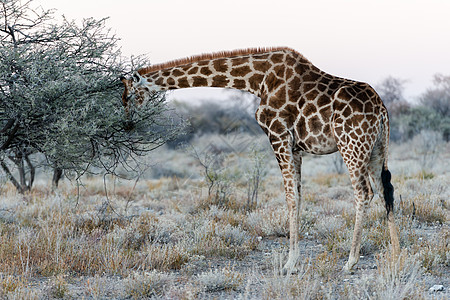 近距离观察纳米比亚长颈鹿在草原吃树叶图片