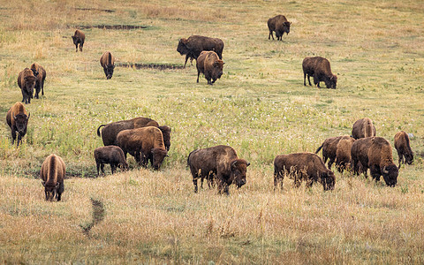 美国野牛在草地上聚集图片