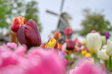 黄色风车荷兰的图利普和风车旅行花园风景红色农场场地植物乡村农村文化背景