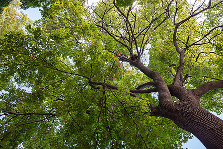 一棵绿树之冠的底部景色背景图片