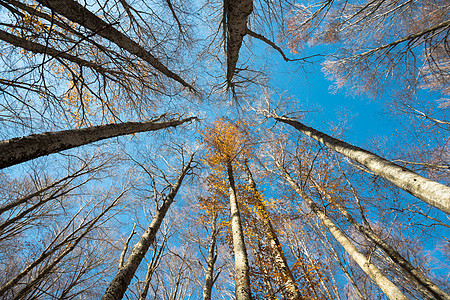从上向下看高山树和黄叶的视角场景枝条季节墙纸树梢阳光树木天空山毛榉叶子图片