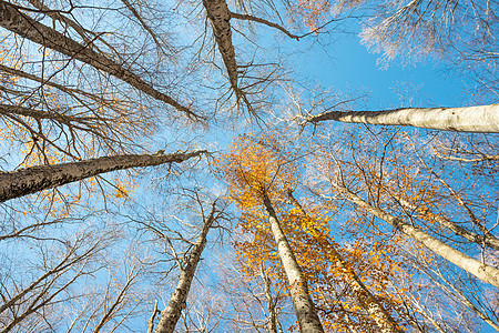 从上向下看高山树和黄叶的视角枝条天空树木阳光晴天树梢墙纸森林蓝色植物图片