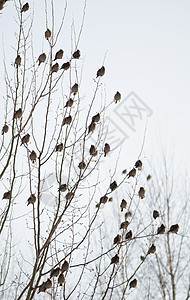 一群蜡烛坐在一棵树上浆果季节荒野鸟类栖息波峰家蚕野生动物飞行翅膀图片