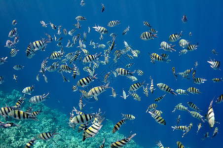 Dahhab镇附近的红海珊瑚礁和鱼类荒野野生动物气候花园蓝色海洋热带动物游泳场景图片