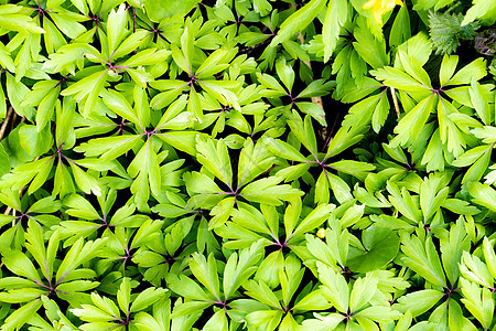 年轻绿色植物新芽纹理生长叶子植物学植物花瓣绿色植物群环境太阳花园图片