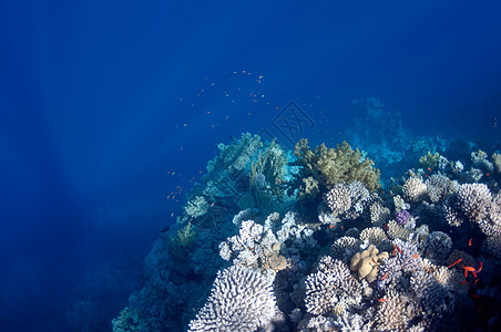 埃及达哈布市附近美丽的珊瑚礁 位于埃及大海石头花园边缘气候野生动物生活岛屿岩石海洋荒野图片