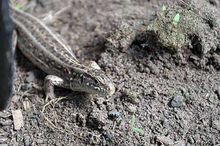 地面上的蜥蜴变色龙尾巴爬虫两栖壁虎条纹气候脊椎动物动物野生动物图片