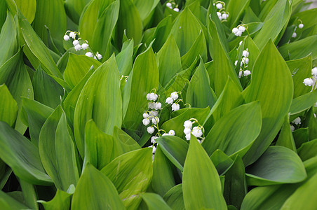 山谷花的莉莉 上方风景植物学生长荒野白色宏观百合场地植物植物群花朵图片