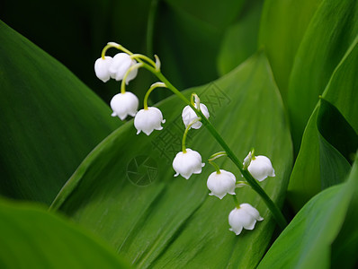 山谷花的莉莉 近视植物学花朵花园百合植物宏观绿色生长叶子荒野图片