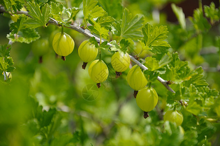 绿葡萄干果莓树枝 有很多绿鹅莓和叶子文化团体茶点植物园艺种植衬套水果小吃黄色背景